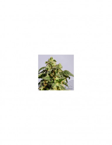 Power Skunk X3 - Kannabia