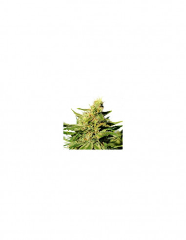 BCN Diesel CBD X3 - Kannabia