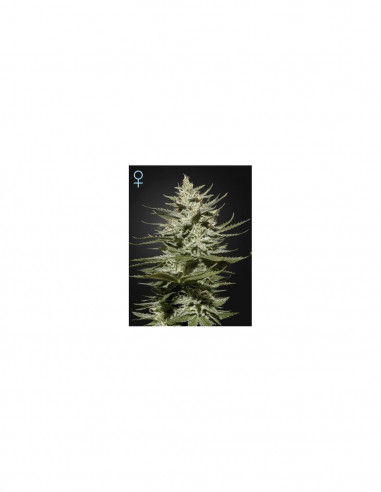 The Church CBD X3 - Green House Seeds