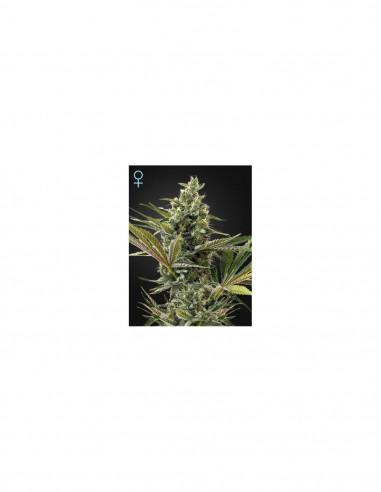 Super Lemon Haze Auto CBD X3 - Green House Seeds
