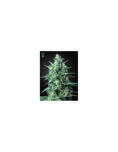 White Widow Auto CBD X3 - Green House Seeds