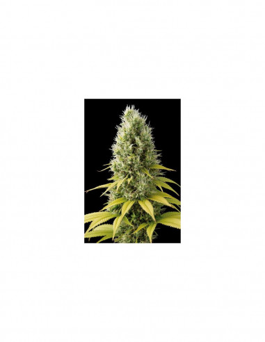 Shark Shock CBD X3 - Dinafem