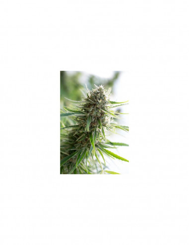 Critical Mass CBD X3 - Dinafem