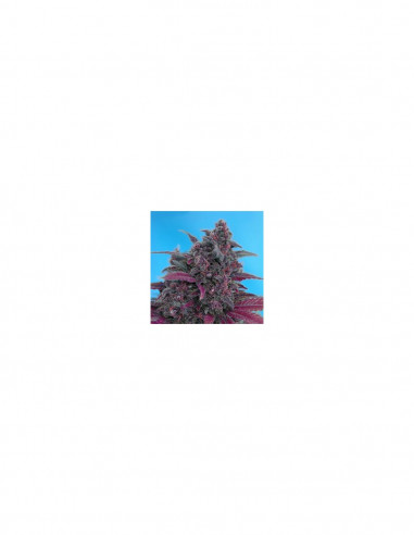 Auto Dark Devil Red Family X3+1 - Sweet Seeds