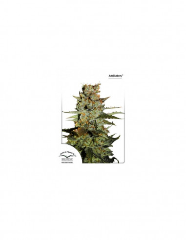 Auto Blueberry X3 - Dutch Passion
