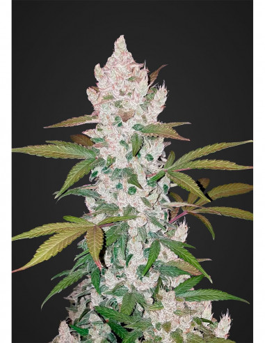 Auto Girl Scout Cookies X3- FastBuds