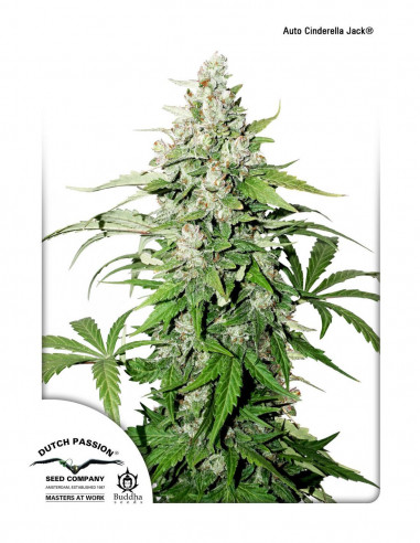 Auto Cinderella Jack X3 - Dutch Passion