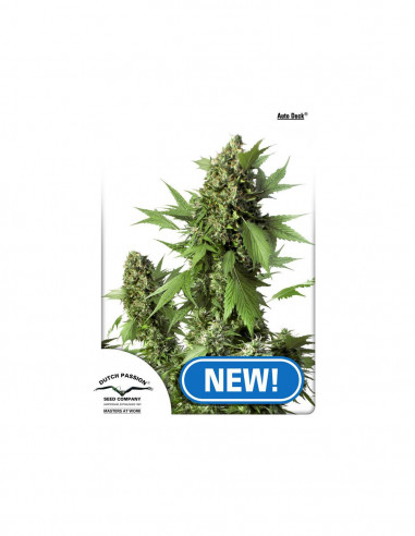 Auto Duck  X3 - Dutch Passion