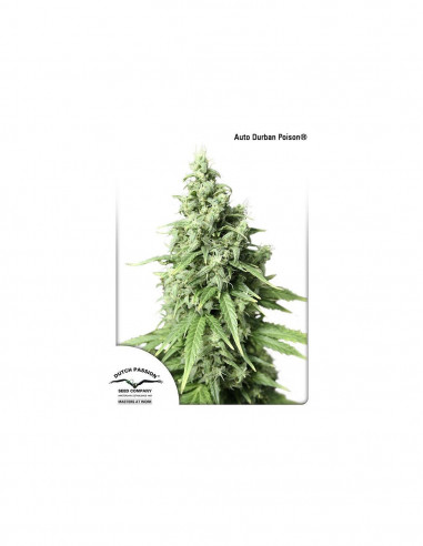 Auto Durban Poision X3 - Dutch Passion