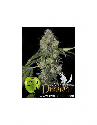 White Dragon X3+1 - Eva Seeds