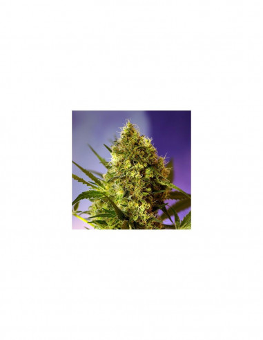 Auto Big Devil 2 X3+1 - Sweet Seeds