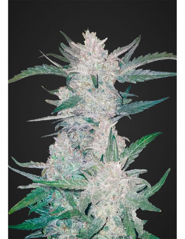 Auto Mexican Airlines X3- FastBuds