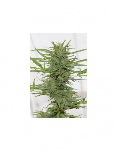 Auto Dr. Greenthumb"s Dedoverde Haze X3 - Humboldt Seeds
