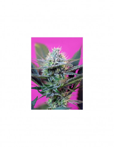 Auto + Speed X3+1 - Sweet Seeds