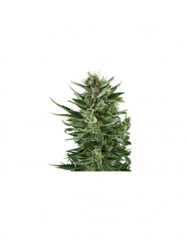Auto Quick One X1 - Royal Queen Seeds