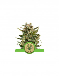 Auto White Widow X1 - Royal...