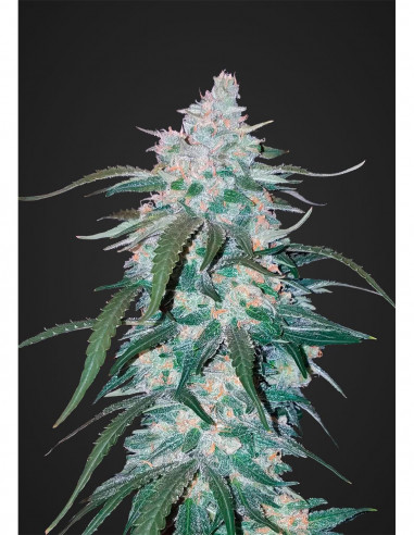 Auto Pineapple Express X3- FastBuds