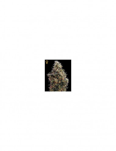 Sweet Mango Auto X3 - Green House Seeds