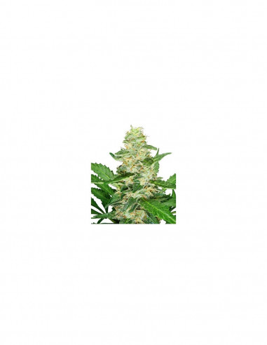 Super Skunk Automatic X3 - Sensi Seeds