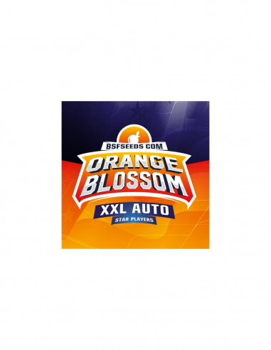 Orange Blossom Xxl Auto X4 - Bsf Seeds