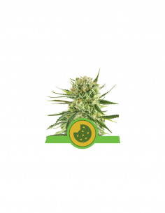 Royal Cookies Auto X1 -...