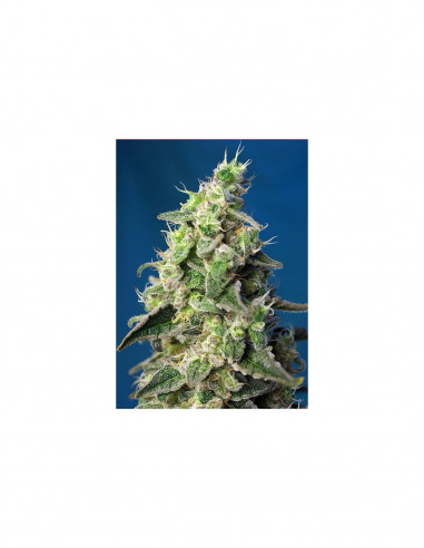 Auto Green Poison XL - X3+1 - Sweet Seeds
