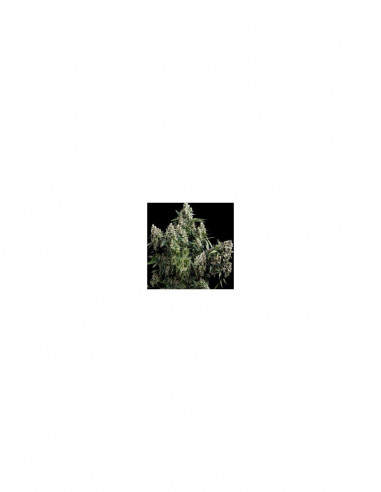 Auto Tutankhamon X1 - Pyramid Seeds
