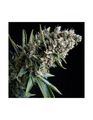 Auto Nefertiti X1 - Pyramid Seeds