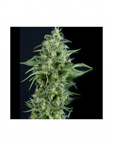 Auto Kryptonite X1 - Pyramid Seeds