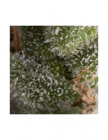 Auto Fresh Candy X3+1 - Pyramid Seeds