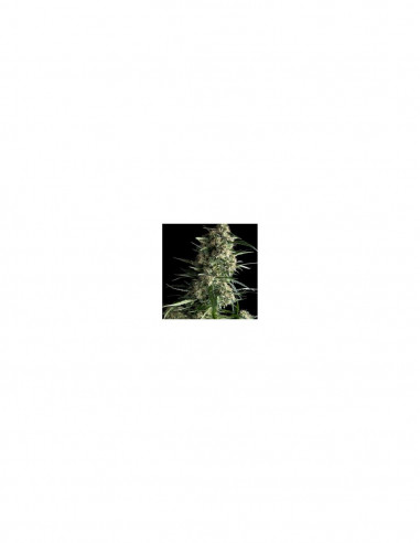 Auto Galaxy X3+1 - Pyramid Seeds
