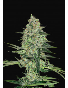 Rhino Ryder Auto X3 - FastBuds