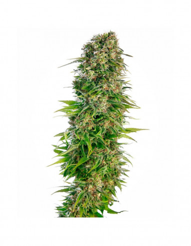 Hindu Kush Auto X3 - Sensi Seeds