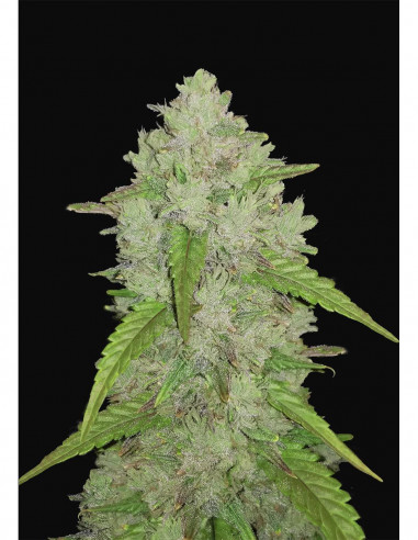 Original Auto Amesia Haze X3 - FastBuds