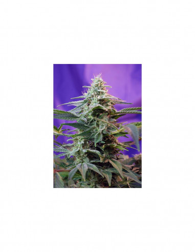 Sweet Special Fast Version X3+1 - Sweet Seeds