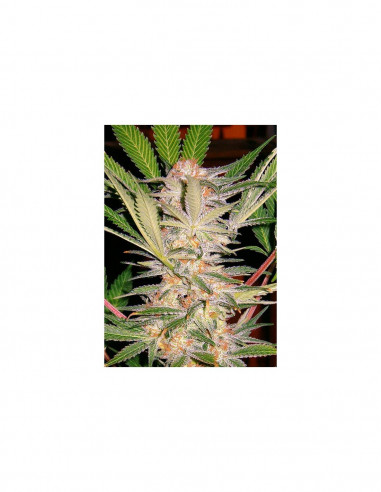 S.A.D Fast Version X3+1 - Sweet Seeds