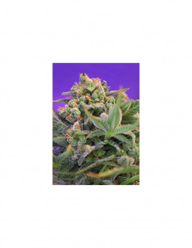 Sweet Cheese Fast Version X3+1 - Sweet Seeds