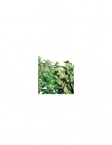 Feminized Mix X5 - Sensi Seeds