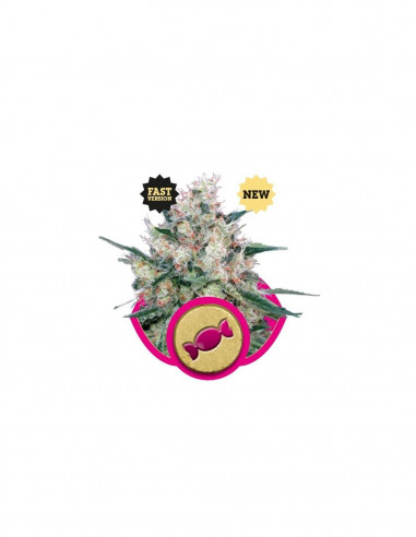 Honey Cream Fast X1 - Royal Queen Seeds