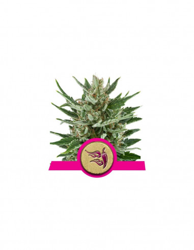 Speedy Chile Fast X3 - Royal Queen Seeds