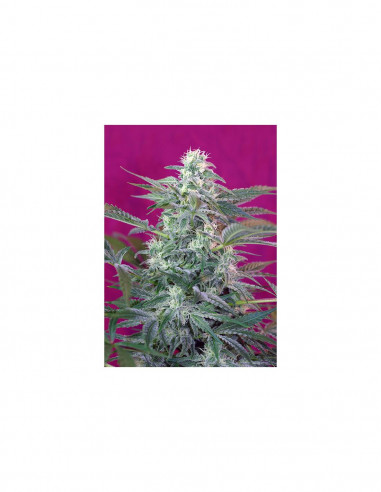 Big Foot X3+1 - Sweet Seeds
