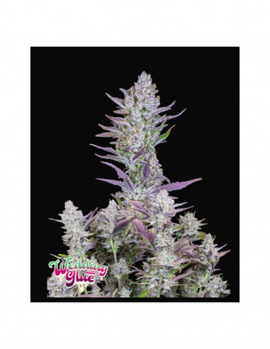 Wedding Glue Auto X3 - FastBuds