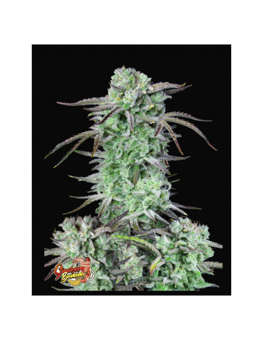 Strawberry Banana Auto X3 - FastBuds