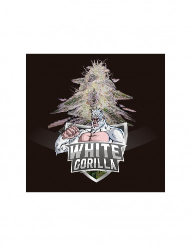 White Gorilla X7 - Bsf Seeds
