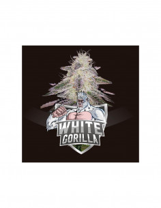 White Gorilla X12 - Bsf Seeds