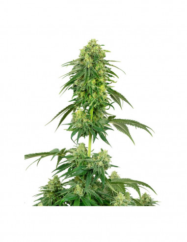 Strawberry Kush Fem X3+1 - White Label By Sensi Seeds
