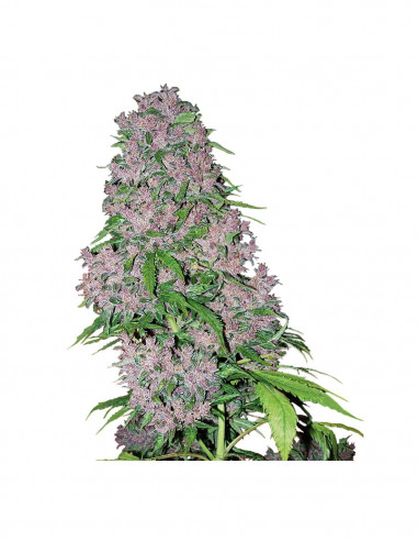 Purple Bud Fem X3+1 - White Label By...