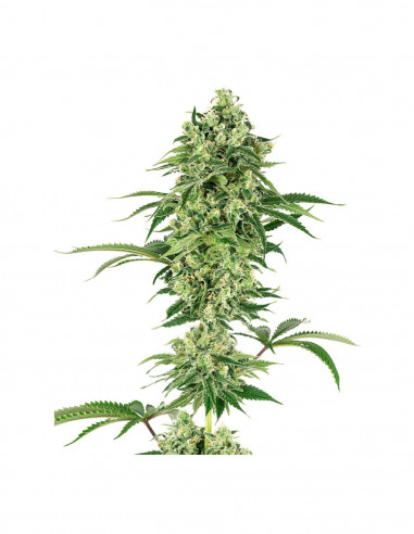 Nicole Hindu Kush Fem X3+1 - White Label By Sensi Seeds