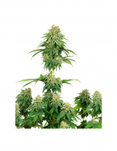 Girl Scout Cookies Fem X3+1...