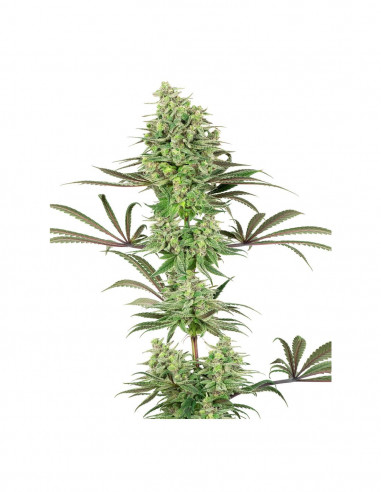 Doble Banana Kush Fem X3+1 - White...